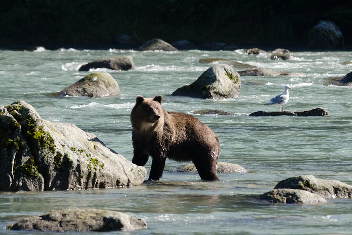 A brown bear fishes in the middle of the chilkat river.